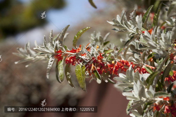 Teucrium異葉