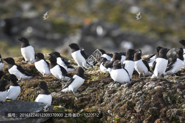 鳥群小海雀
