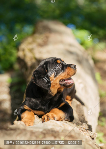 羅威納幼犬在跑道