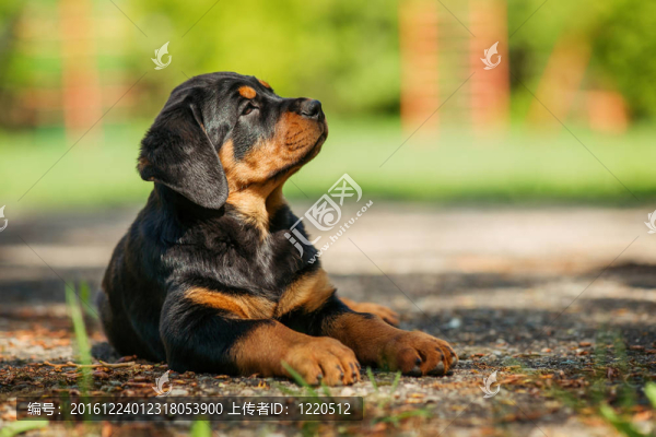 羅威納幼犬在操場(chǎng)上