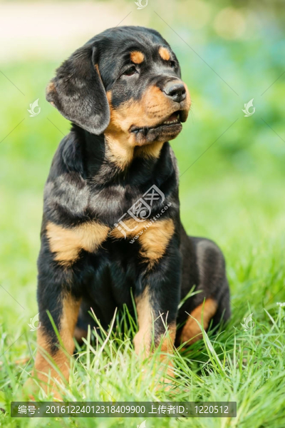 羅威納幼犬在草地