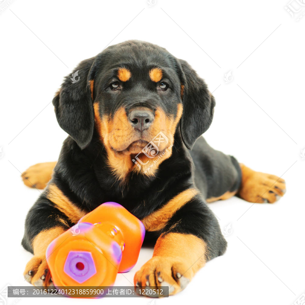羅威納幼犬在whete背景