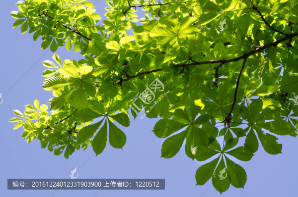 栗子樹