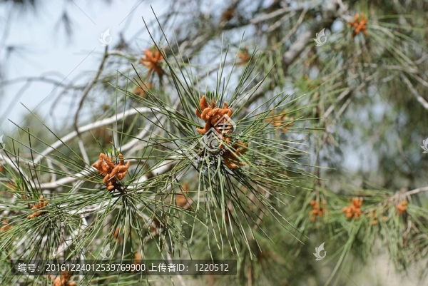 雄球花（球果）Mediterranean松樹針葉之間；淺景深