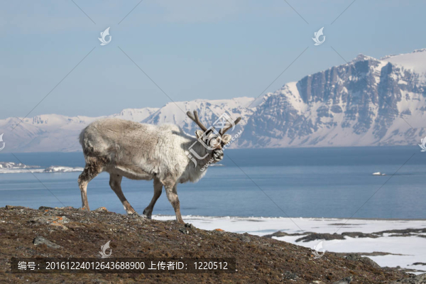 北極馴鹿在斯瓦爾巴德島海岸