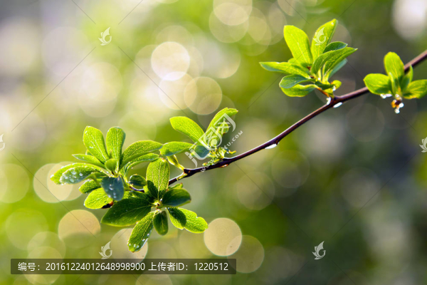 雨后樹(shù)枝上的綠葉。