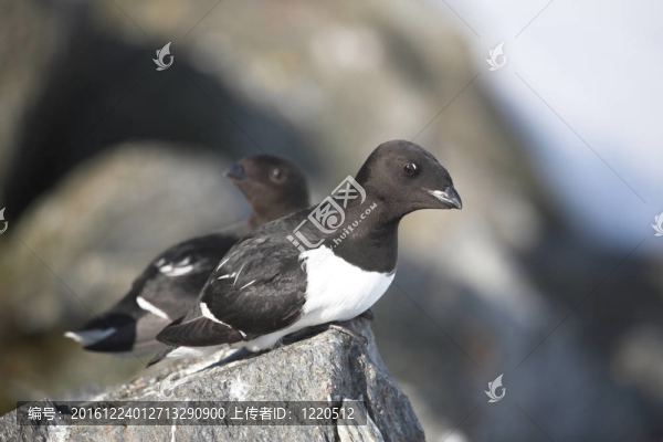 小海雀北極鳥