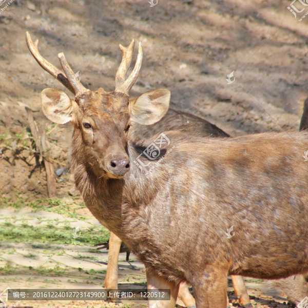 動物園里的滑稽鹿