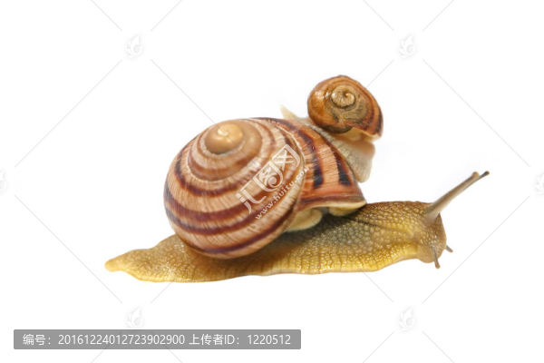 兩snails.isolated。
