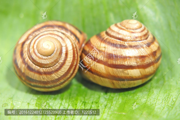 綠葉子上的兩只蝸牛。