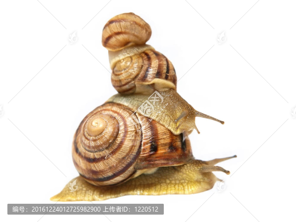 三snails.isolated。