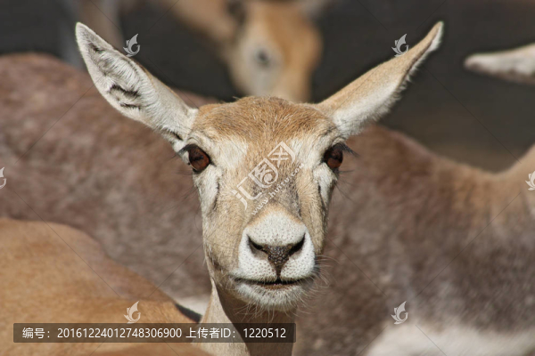 動(dòng)物園里的滑稽鹿