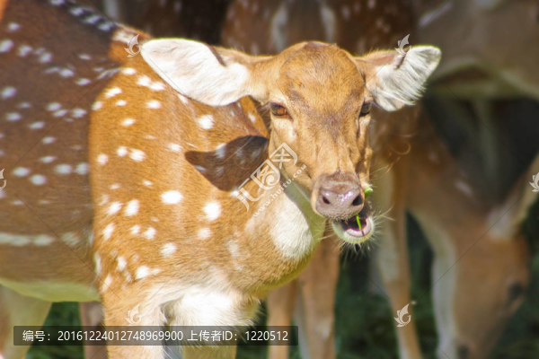 動物園里的滑稽鹿