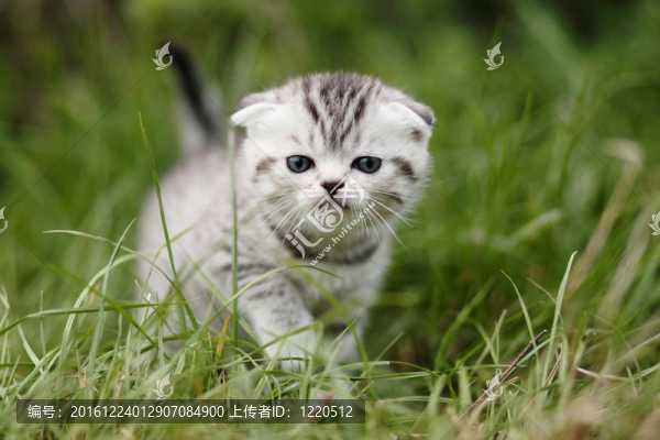 蘇格蘭折小貓