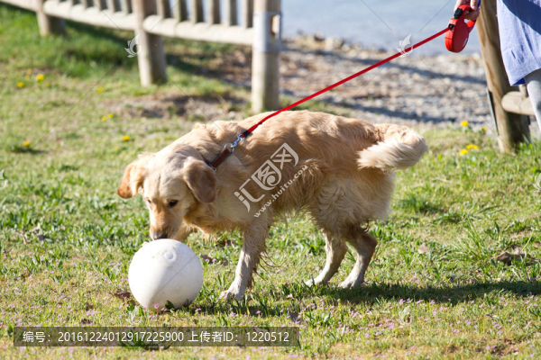 搜救犬