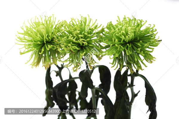 三美麗的綠色菊花