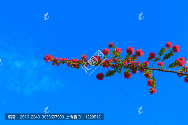 花和枝