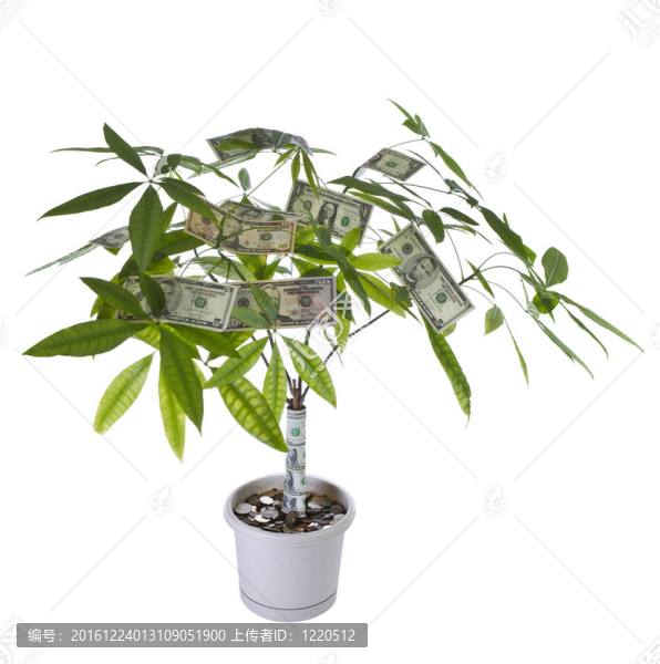 錢樹盛開
