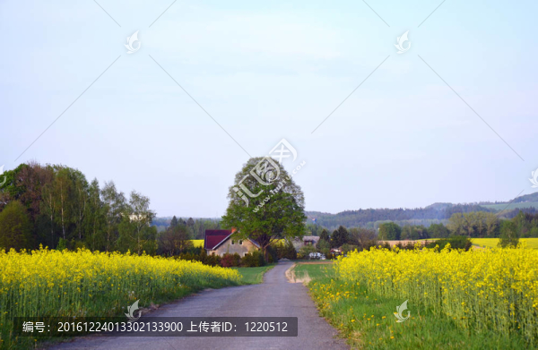 通往油菜園的路