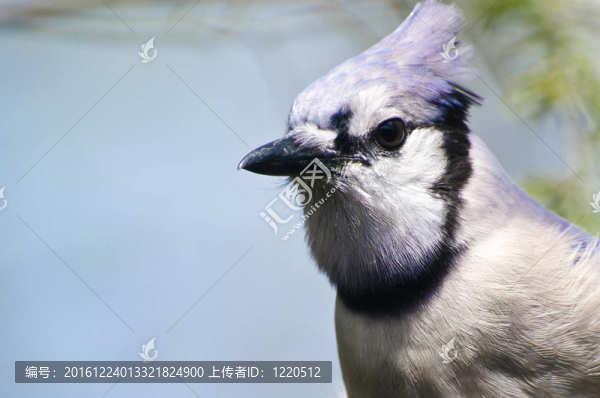 藍(lán)鴉的特寫鏡頭