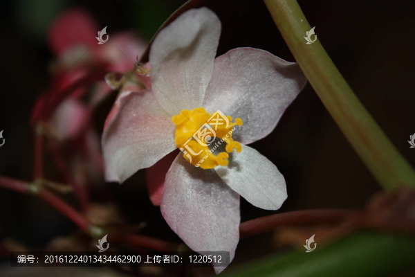 petalas布朗卡