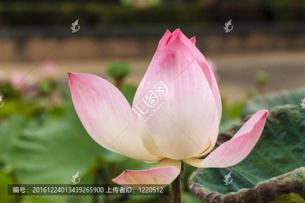 蓮花綻放