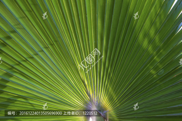 早晨太陽樹的棕櫚樹結(jié)構(gòu)