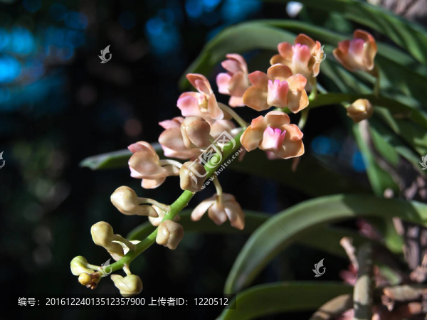 rhynchostylis巨功橙