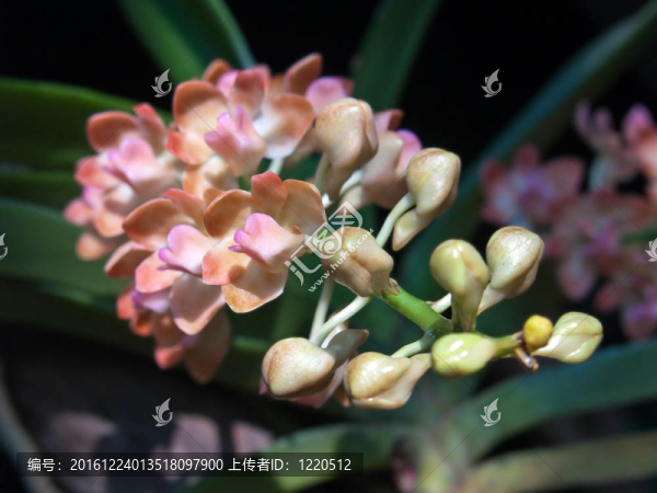 rhynchostylis巨功橙