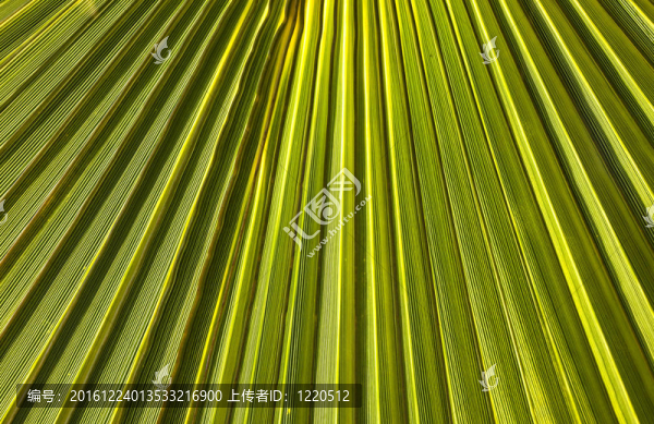 早晨太陽樹的棕櫚樹結構