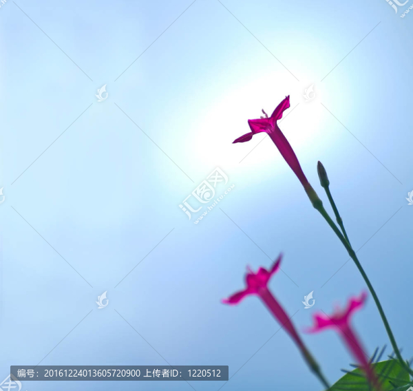 蔦蘿