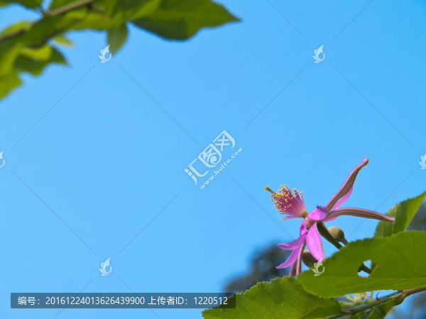 薰衣草花之星