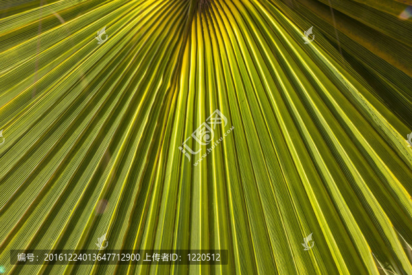早晨太陽樹的棕櫚樹結(jié)構(gòu)