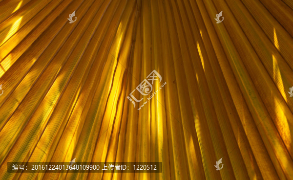 早晨太陽(yáng)樹(shù)的棕櫚樹(shù)結(jié)構(gòu)