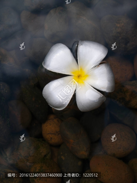 漂浮的素馨花