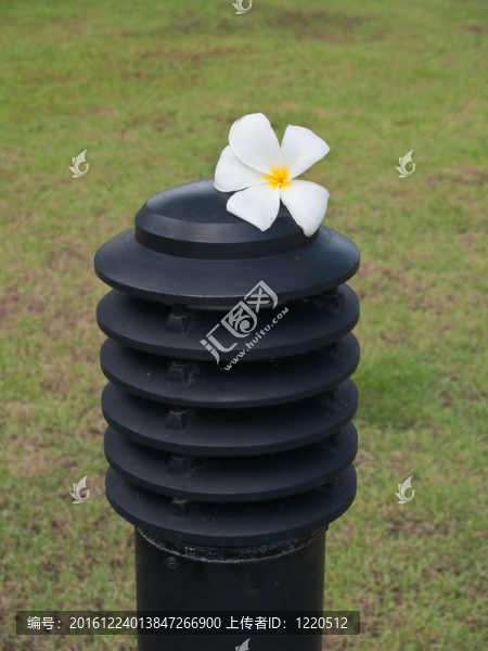 素馨花