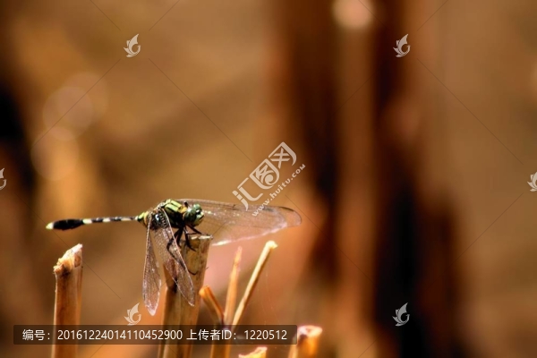 蜻蜓
