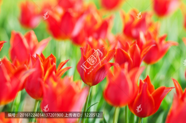花園里的郁金香