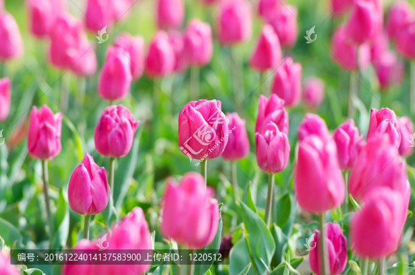 花園里的郁金香