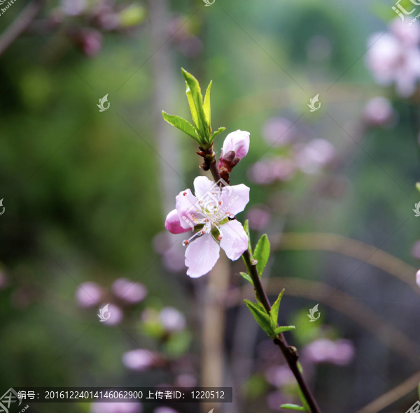春天的花朵