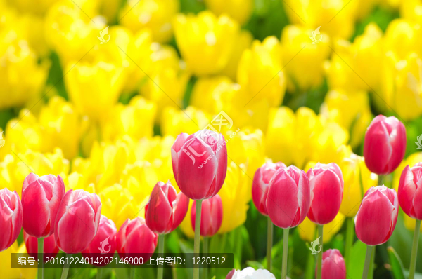 花園里的郁金香