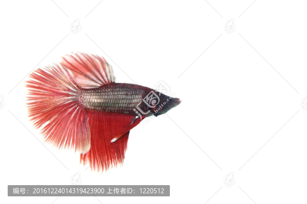 泰國斗魚