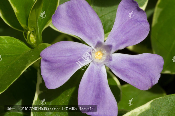 蔓長(zhǎng)春花