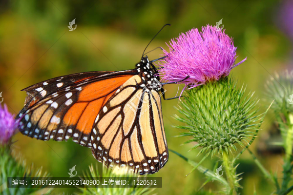 帝王蝶（Danaus,plexippus）