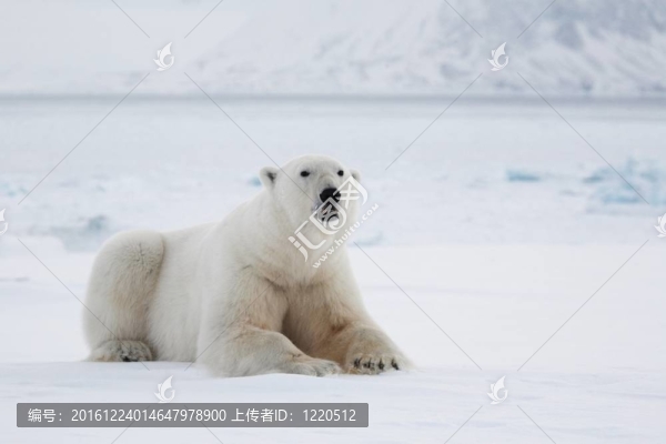 北極熊，北極；斯瓦爾巴德島