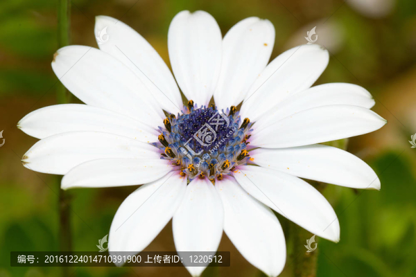 雛菊花