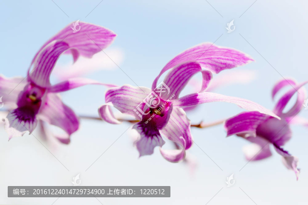 巴厘島上生長(zhǎng)的奇異蘭花