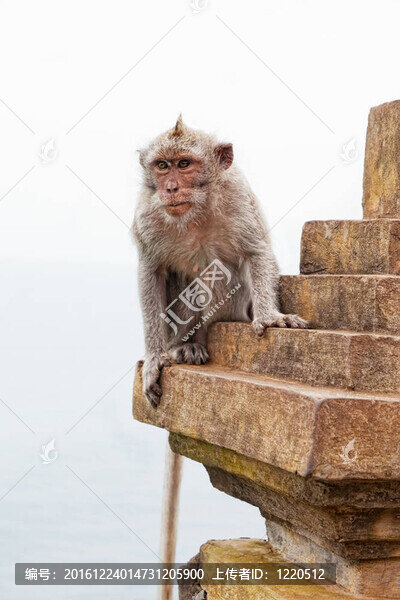 野生猴子在寺廟uluvat；巴厘；印度尼西亞