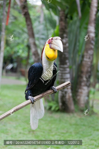 Rhinoceros,Hornbill坐在一個分支