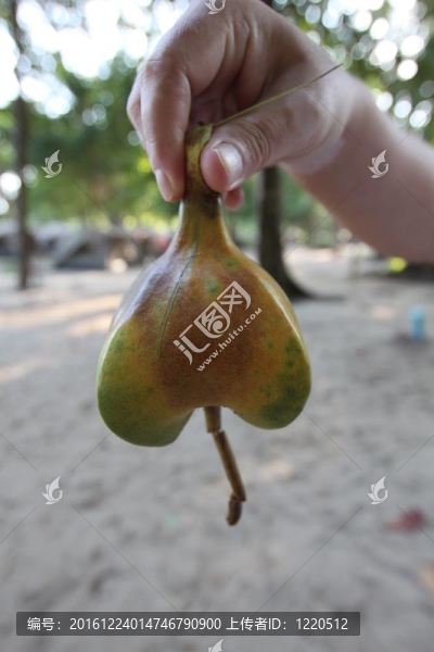 斯米蘭群島特有的水果